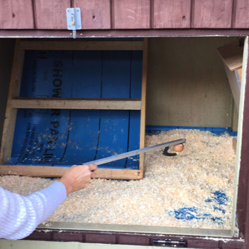Keep Your Chickens’ Roost Clean with a Shower Pan Liner